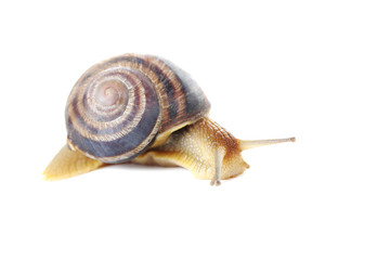 Brown snail isolated on a white background