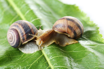 Brown snails on green leaf, close up