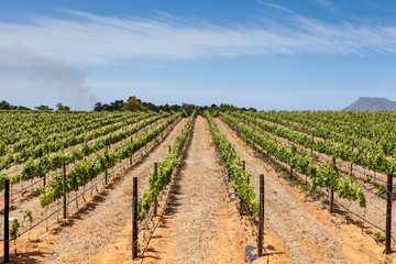 Fototapeta na wymiar South African vineyard 