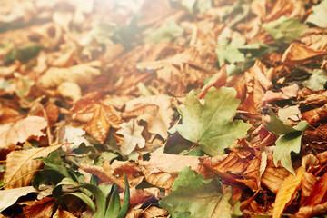 Autumn tree leafs on the ground in the park