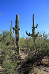 Saguaro national park in USA