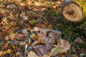 Herbstlaub