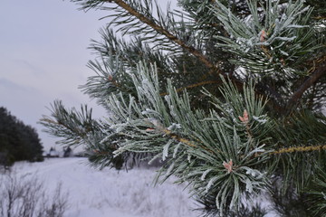 морозный день