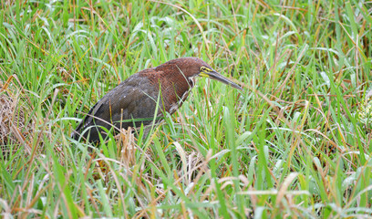 Rufescent Tiger-Heron