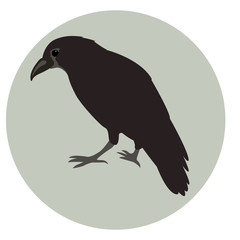 Crow vector illustration style Flat