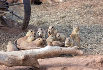 Fototapeta premium group of prairie dogs, South Dakota