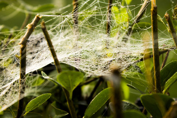 Cobweb on plant