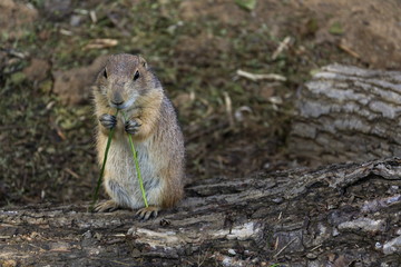 Prairie dog eat green grass stalk on tree trunk