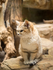 Fototapeta na wymiar Wild cat in the Zoo