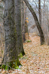 Misty forest landscape, Armenia