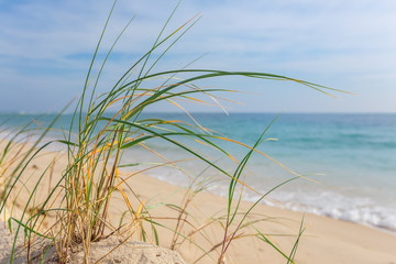 Tall grass on the shore of the sea.