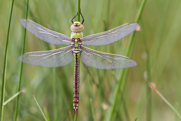 Dragonfly with dew drops