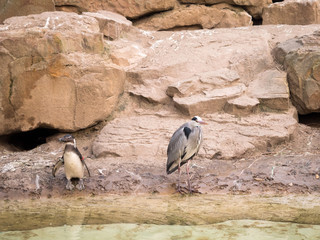 Animals in the Zoo