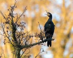 Cormorant (Phalacrocorax carbo) with open beak. Large bird in the family Phalacrocoracidae resting in sun in Somerset, UK