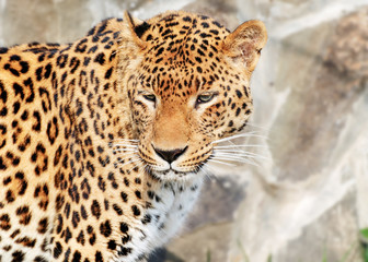 Fototapeta na wymiar Jaguar is very beautiful, strong and clever animal