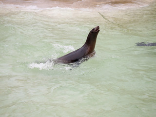 Obraz premium Seals swiming in the freezing big pool of zoo in Berlin