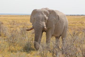 Fototapeta na wymiar Elefant Etosha NP