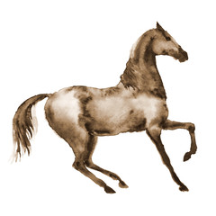 Fototapeta na wymiar Watercolor brown horse in motion. Beautiful hand drawing illustration on white. Hand painting sepia stallion.
