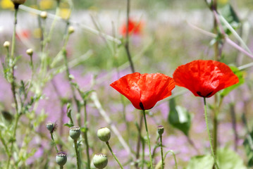 Obraz premium Painting poppies growing in the field