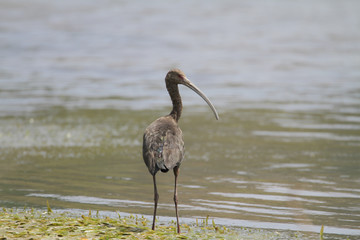 White-faced Ibis (Plegadis chihi)