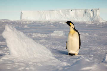 Emperor penguin on the watch