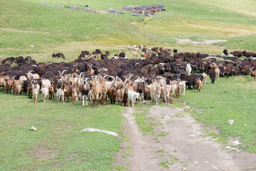 Naklejka na ściany i meble Large herd of goats and sheep on the green grass