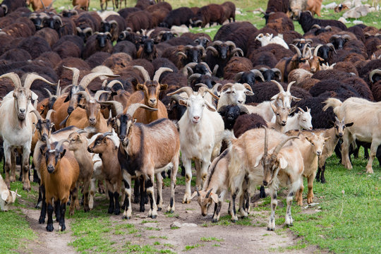Large herd of goats and sheep on the green grass