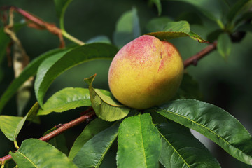 ripe peach on the branch