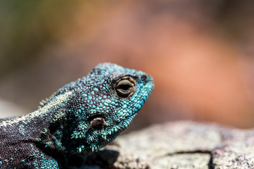 Portrait of South African Rock agama/lizard sunbathing on stone