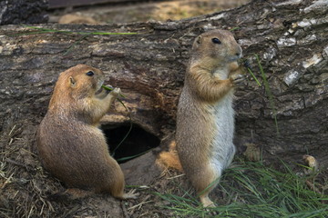 Pair of prairie dogs eat green grass stalk on trunk