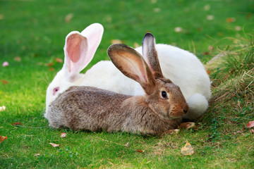 two rabbits on a green