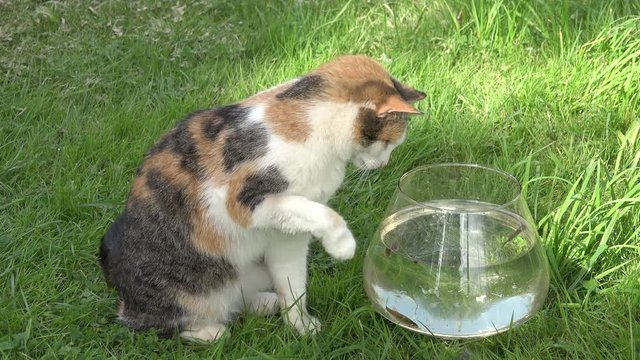 Cute cat try to catch fish from plastic bowl with water and run. Closeup. 4K