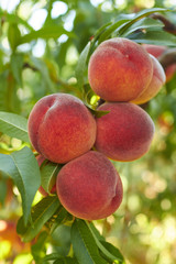 peaches on tree
