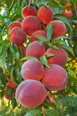 peaches on tree