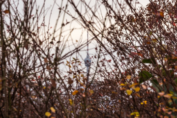 Stuttgart TV Tower View through Dead Bush Autumn Winter Cold Wea