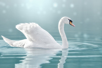 Obraz premium Höckerschwan auf dem See, Cygnus olor