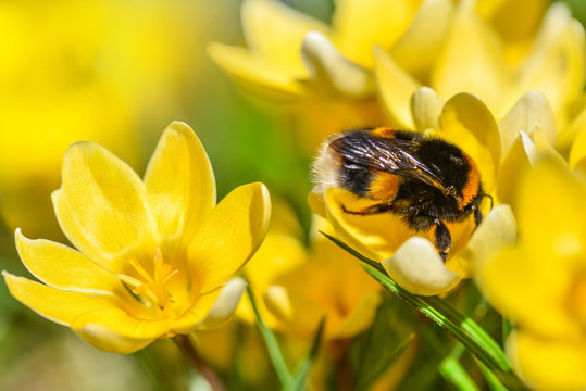 Hummel, Krokus Blume und viel Sonnenschein im Fr&uuml;hling