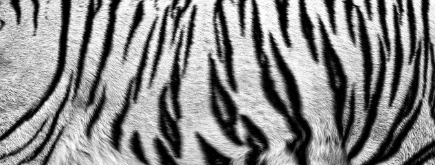 Stickers pour porte Tigre fourrure de tigre blanc