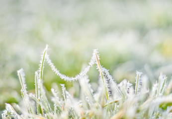 Naklejka premium Grashalm auf der Wiese gefroren