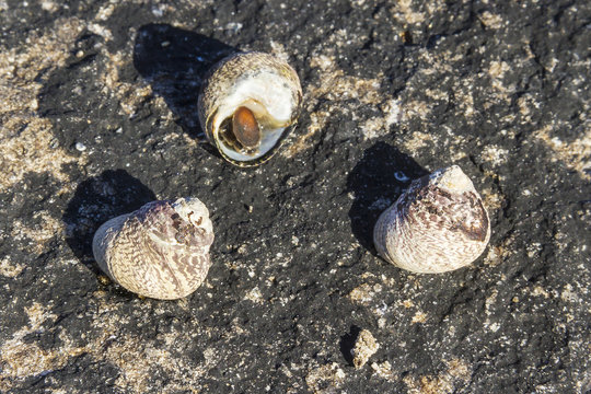 Sea snails
