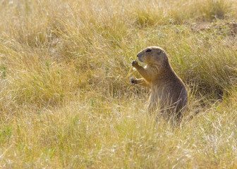 Grass eating North American Prairie dog, South Dakota