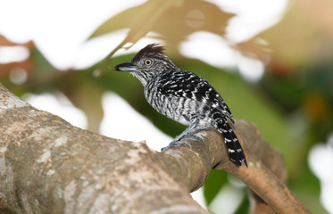 Barred Antshrike (Thamnophilus doliatus)