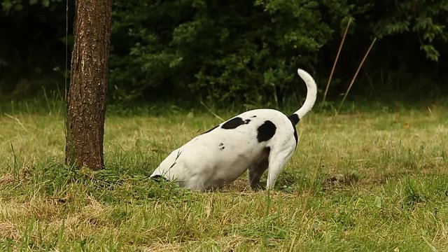 Slow motion of a dog digging a hole in the ground
