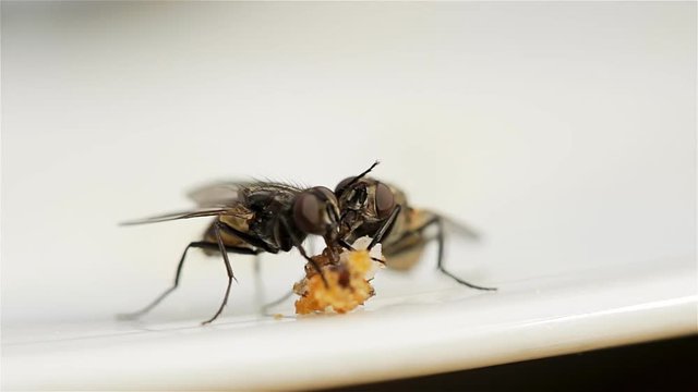 macro of houseflies eating bread crumb from a white dish