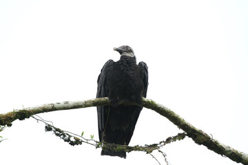Black Vulture (Coragyps atratus)