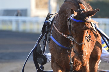 Obraz premium cheval de courses