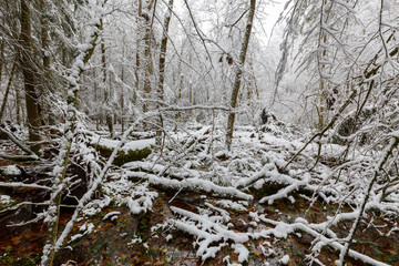 Winter landscape of natural forest with dead oak trees