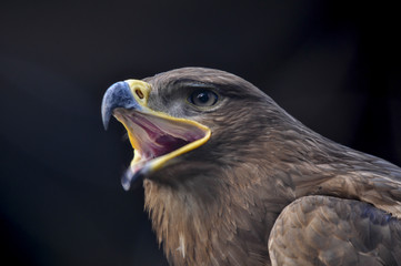 Aquila reale