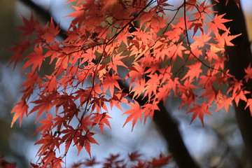 馬見丘陵公園の紅葉