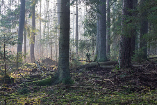 Coniferous stand of Bialowieza Forest in morning © Aleksander Bolbot